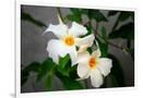 Gramercy White