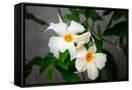 Canvas Black