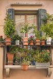 Italian Window Flowers III-Laura DeNardo-Photographic Print