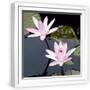 White Frame