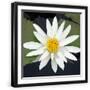 Black Frame
