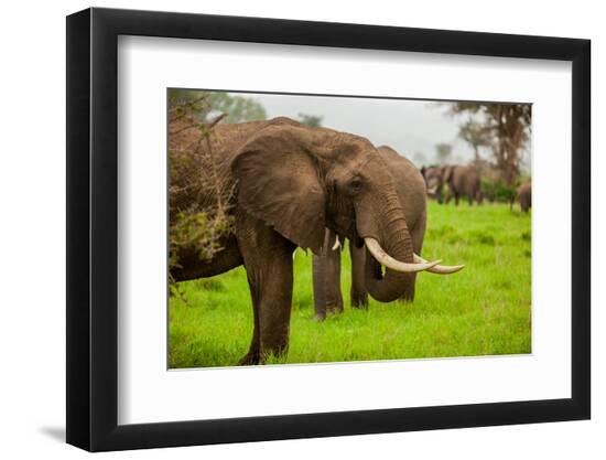 Premium Photographic Print, , large