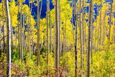 Aspen Trees in the Fall, Aspen, Colorado, United States of America, North America-Laura Grier-Photographic Print
