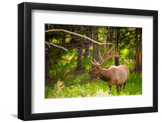 Premium Photographic Print, , large