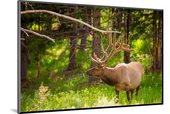 Photographic Print, , large