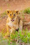 Lion cubs, Maasai Mara National Reserve, Kenya, East Africa-Laura Grier-Photographic Print