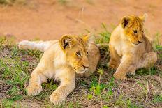 Lion cubs, Maasai Mara National Reserve, Kenya, East Africa-Laura Grier-Photographic Print