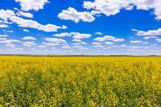 Rolling field of yellow flowers under a blue sky and fluffy clouds, North Dakota-Laura Grier-Photographic Print