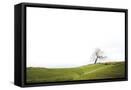 Framed Canvas
