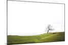 Wood Mount