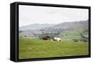 Framed Canvas