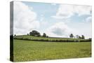 Stretched Canvas