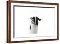 Brown Frame