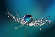 Beautiful Dew Drops on a Dandelion Seed Macro. Beautiful Soft Light Blue and Violet Background. Wat-Laura Pashkevich-Photographic Print