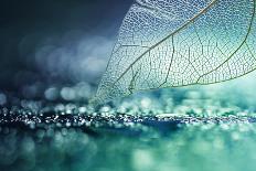 Beautiful Dew Drops on a Dandelion Seed Macro. Beautiful Soft Light Blue and Violet Background. Wat-Laura Pashkevich-Photographic Print