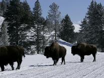 Norton Yellowstone-Laura Rauch-Photographic Print