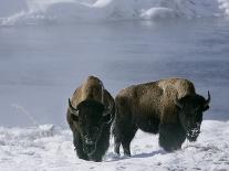 Yellowstone Norton-Laura Rauch-Photographic Print