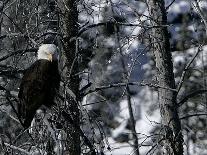 Norton Yellowstone-Laura Rauch-Premium Photographic Print