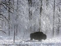 Norton Yellowstone-Laura Rauch-Photographic Print