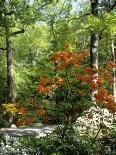 Azalea Way, Botanical Gardens, Bronx, NY-Lauree Feldman-Photographic Print