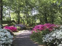 Azalea Way, Botanical Gardens, Bronx, NY-Lauree Feldman-Laminated Photographic Print
