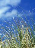 Dune Grass, Florida Keys-Lauree Feldman-Photographic Print