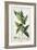 Laurel, Botanical Plate, c.1810-Pierre Jean Francois Turpin-Framed Giclee Print