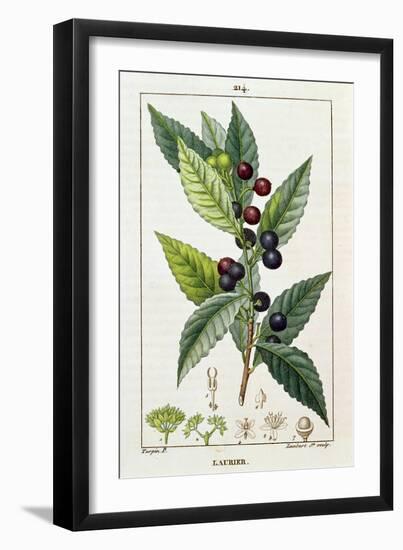 Laurel, Botanical Plate, c.1810-Pierre Jean Francois Turpin-Framed Giclee Print