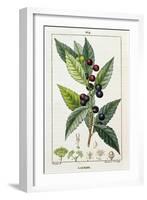 Laurel, Botanical Plate, c.1810-Pierre Jean Francois Turpin-Framed Giclee Print