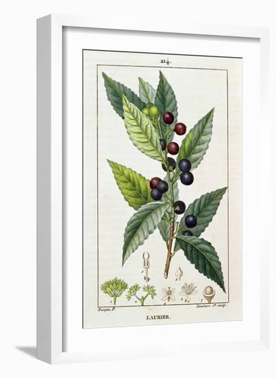 Laurel, Botanical Plate, c.1810-Pierre Jean Francois Turpin-Framed Giclee Print