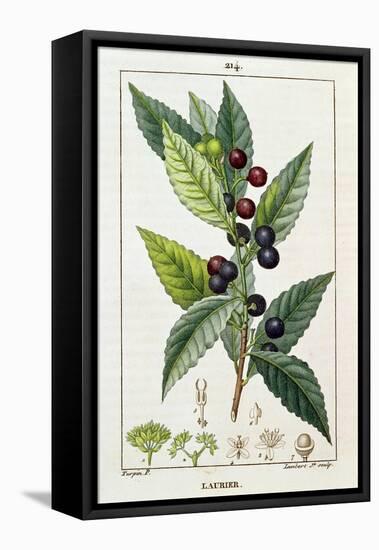 Laurel, Botanical Plate, c.1810-Pierre Jean Francois Turpin-Framed Stretched Canvas