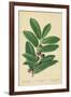 Laurel, Foliage and Berries-William Henry James Boot-Framed Giclee Print