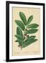 Laurel, Foliage and Berries-William Henry James Boot-Framed Giclee Print