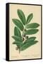 Laurel, Foliage and Berries-William Henry James Boot-Framed Stretched Canvas