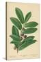 Laurel, Foliage and Berries-William Henry James Boot-Stretched Canvas