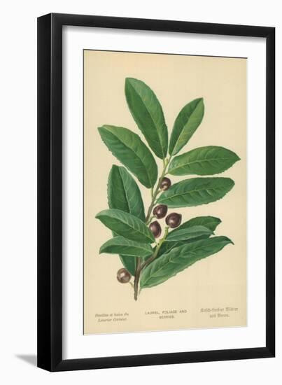 Laurel, Foliage and Berries-William Henry James Boot-Framed Giclee Print