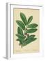 Laurel, Foliage and Berries-William Henry James Boot-Framed Giclee Print