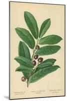 Laurel, Foliage and Berries-William Henry James Boot-Mounted Giclee Print
