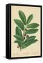 Laurel, Foliage and Berries-William Henry James Boot-Framed Stretched Canvas