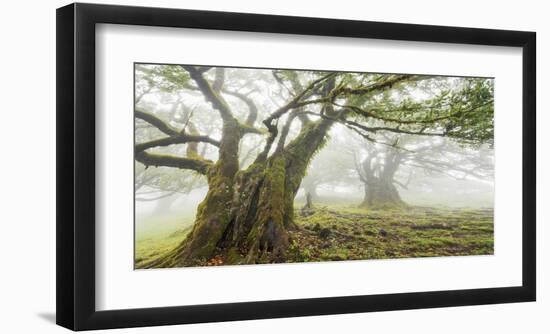 Laurel forest in fog, Madeira, Portugal-Frank Krahmer-Framed Giclee Print