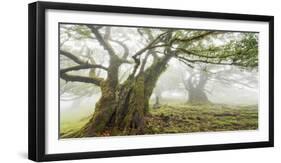 Laurel forest in fog, Madeira, Portugal-Frank Krahmer-Framed Giclee Print