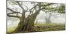 Laurel forest in fog, Madeira, Portugal-Frank Krahmer-Mounted Giclee Print