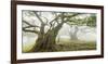 Laurel forest in fog, Madeira, Portugal-Frank Krahmer-Framed Giclee Print