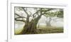 Laurel forest in fog, Madeira, Portugal-Frank Krahmer-Framed Giclee Print