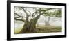 Laurel forest in fog, Madeira, Portugal-Frank Krahmer-Framed Giclee Print