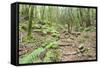 Laurel Forest, Laurisilva, Parque Nacional De Garajonay, La Gomera, Canary Islands, Spain, Europe-Markus Lange-Framed Stretched Canvas