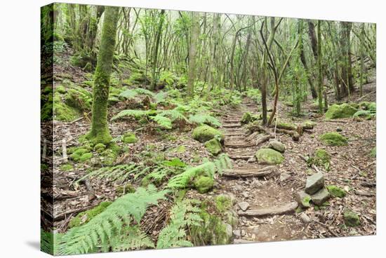 Laurel Forest, Laurisilva, Parque Nacional De Garajonay, La Gomera, Canary Islands, Spain, Europe-Markus Lange-Stretched Canvas