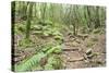 Laurel Forest, Laurisilva, Parque Nacional De Garajonay, La Gomera, Canary Islands, Spain, Europe-Markus Lange-Stretched Canvas