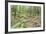 Laurel Forest, Laurisilva, Parque Nacional De Garajonay, La Gomera, Canary Islands, Spain, Europe-Markus Lange-Framed Photographic Print