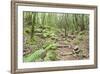 Laurel Forest, Laurisilva, Parque Nacional De Garajonay, La Gomera, Canary Islands, Spain, Europe-Markus Lange-Framed Photographic Print